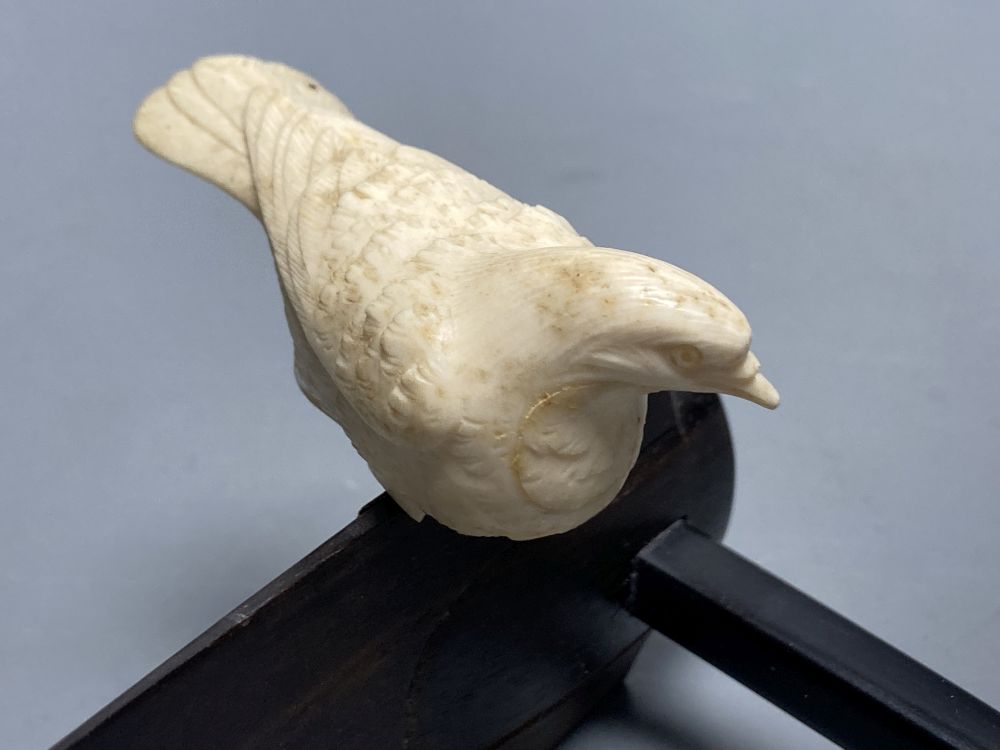 A Japanese ivory group of two carved doves, resting on a hardwood perch, length 21cm